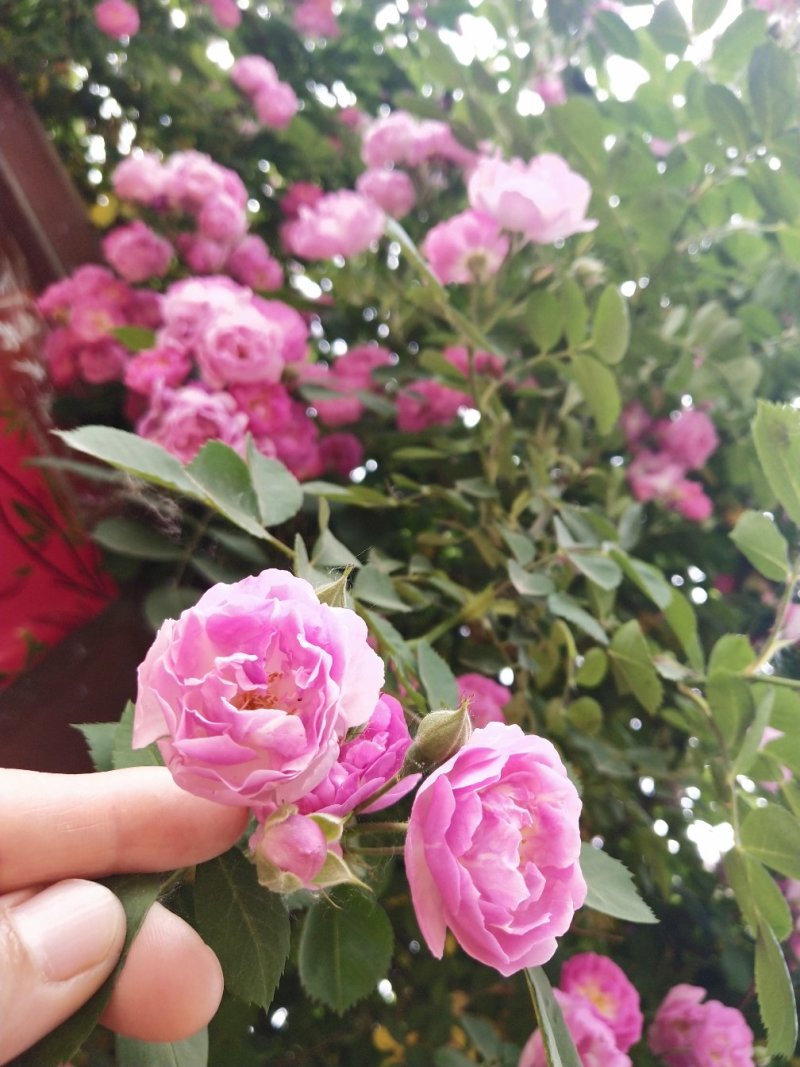 墙薇爬墙梅农户直销零售批发-庭院做花墙花架用或园林绿化