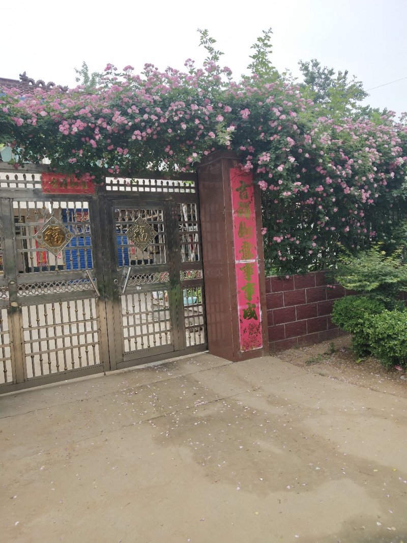 墙薇爬墙梅农户直销零售批发-庭院做花墙花架用或园林绿化