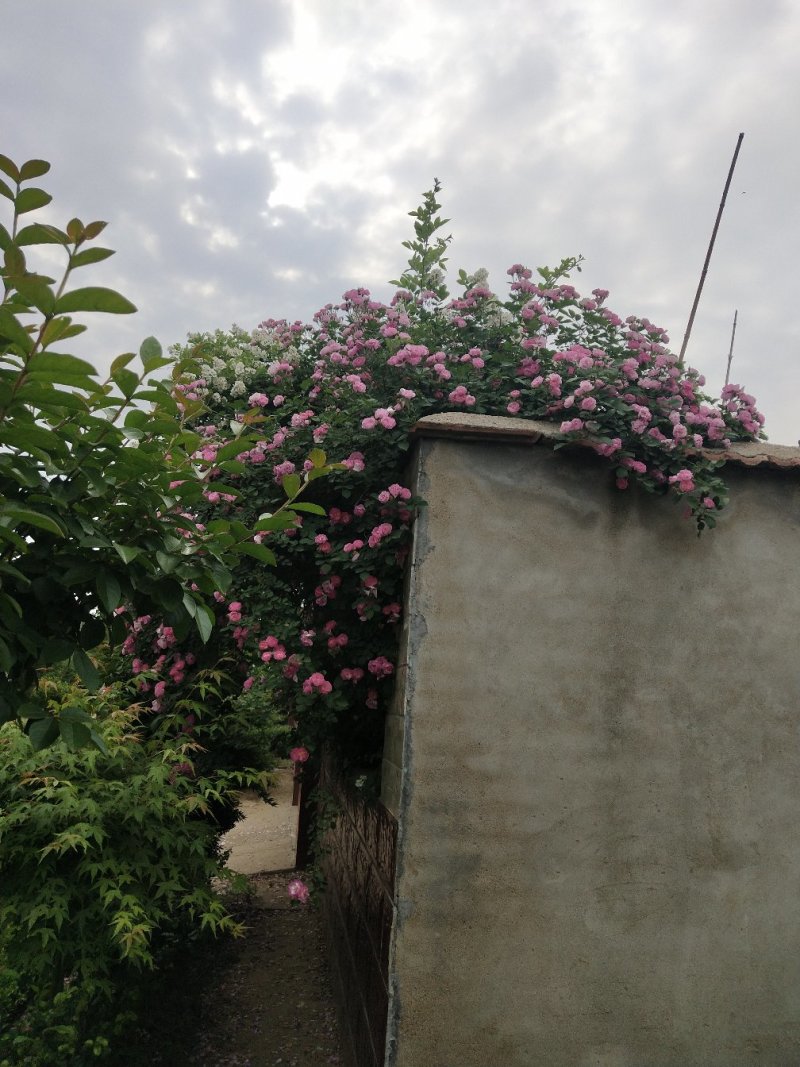 墙薇爬墙梅农户直销零售批发-庭院做花墙花架用或园林绿化