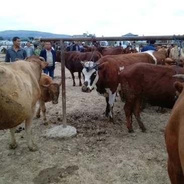 青川肉牛常年出售各种肉牛品种齐全养殖场直供包成活