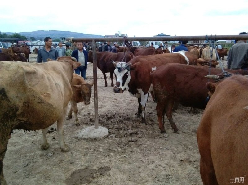 青川肉牛常年出售各种肉牛品种齐全养殖场直供包成活