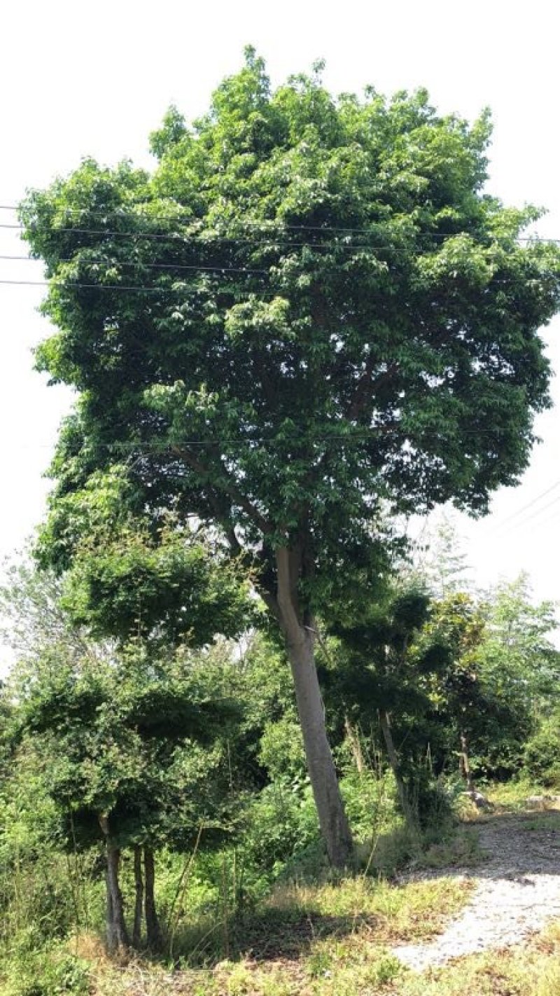 38红果冬青2棵