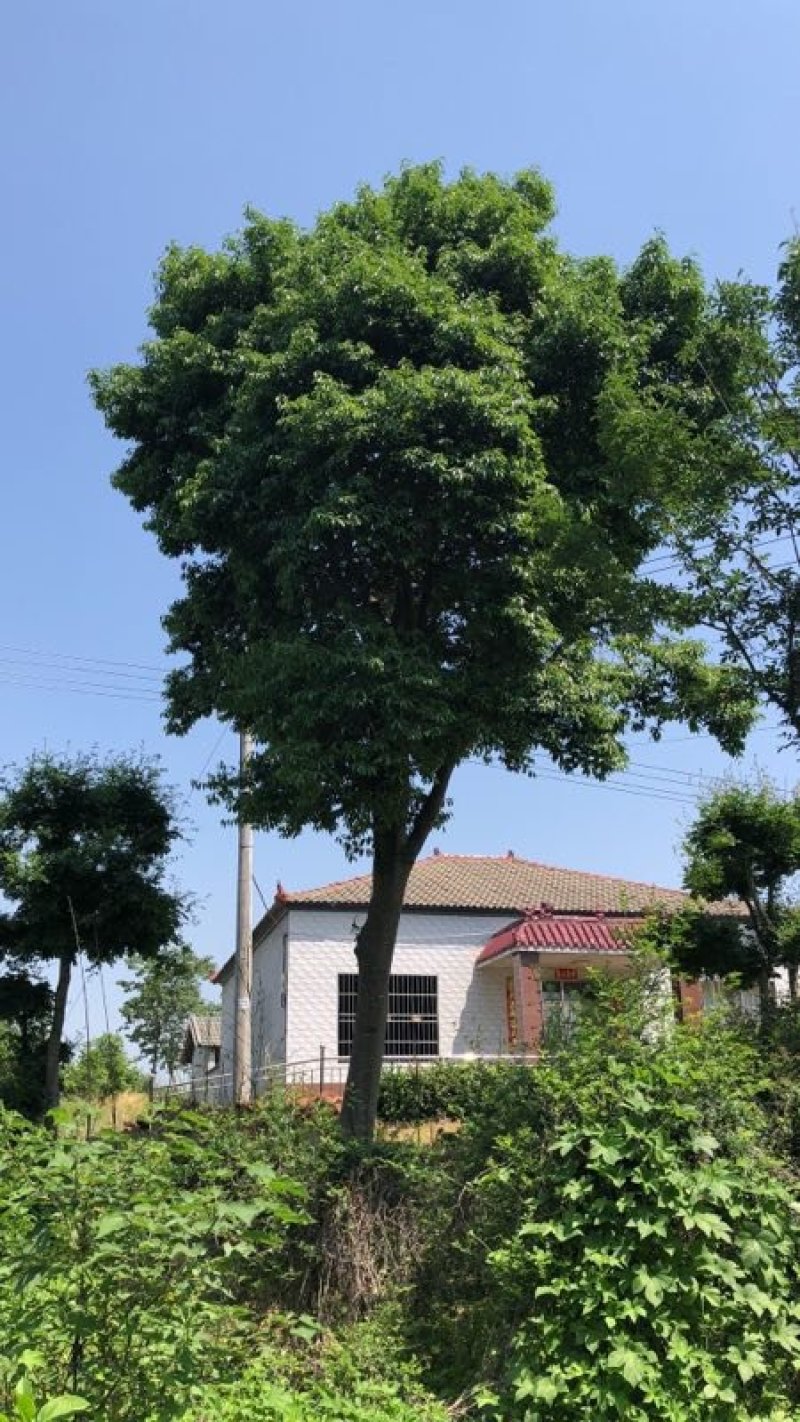 38红果冬青2棵