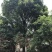 38红果冬青2棵