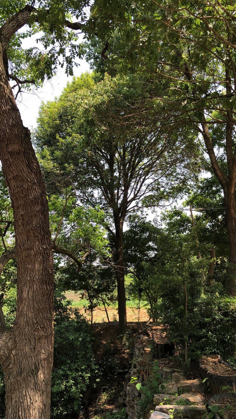 38红果冬青2棵