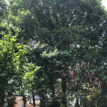 38红果冬青2棵