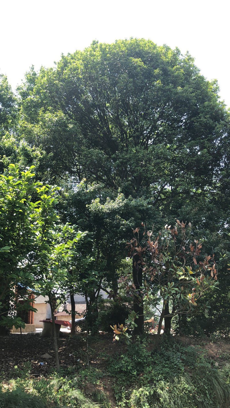 38红果冬青2棵