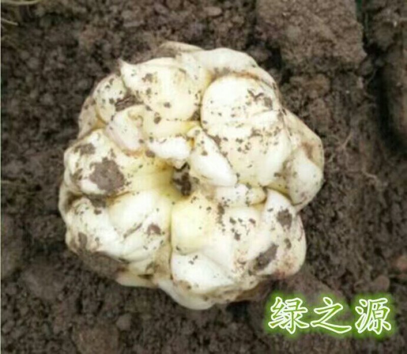 供应龙山鲜百合