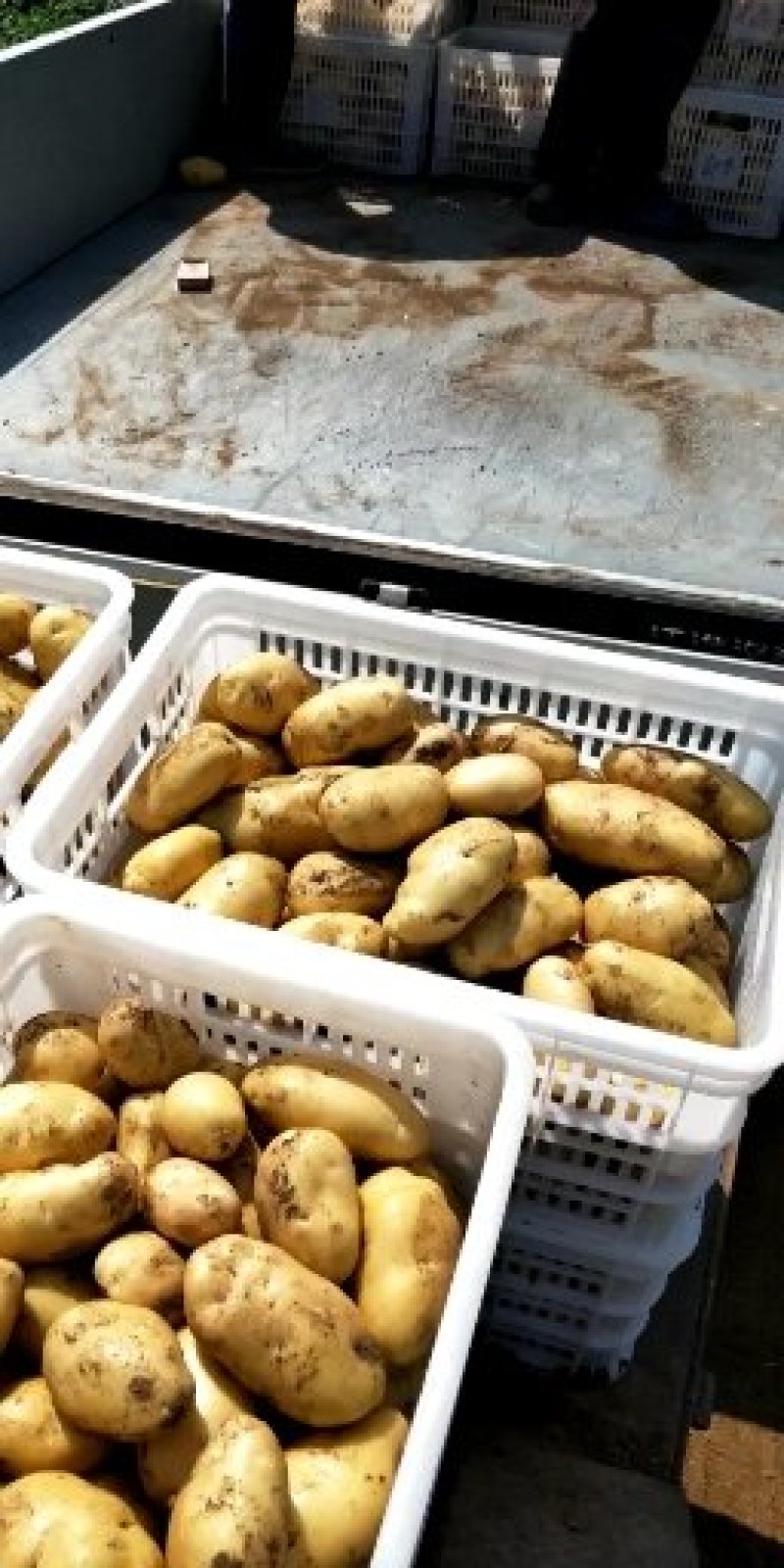 土豆上市，要的联系？