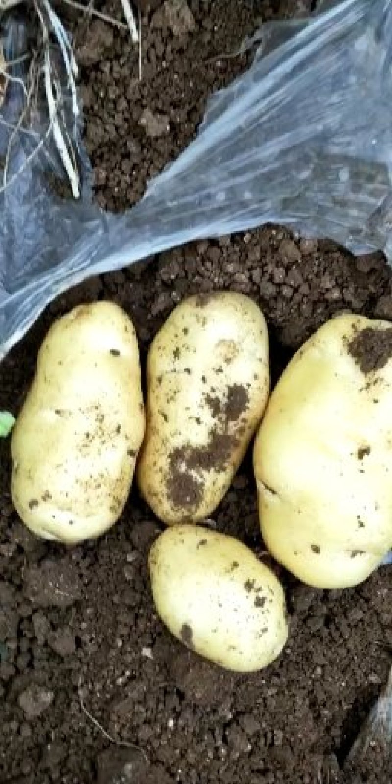 土豆上市，要的联系？