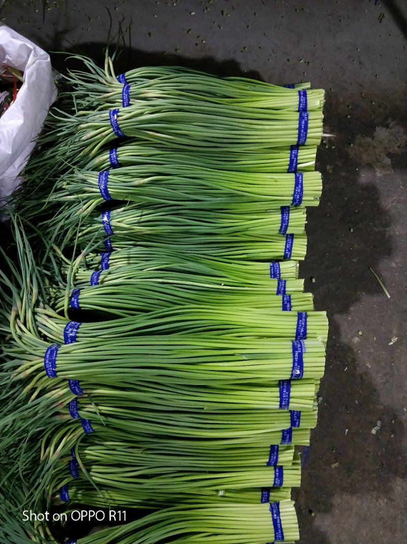 金乡蒜薹代发各地市场专业储存精品蒜苔加工