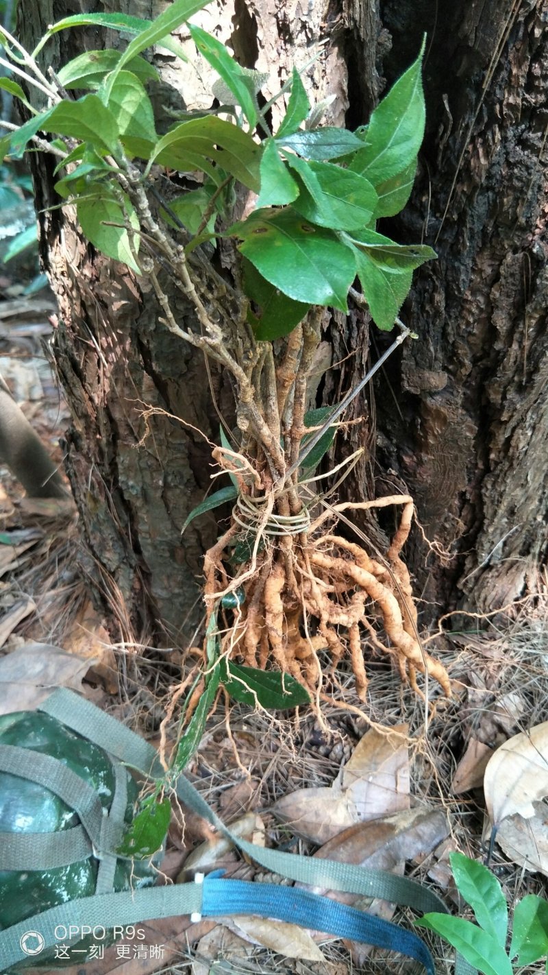 巴戟枝条种苗