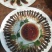 鸡枞菌