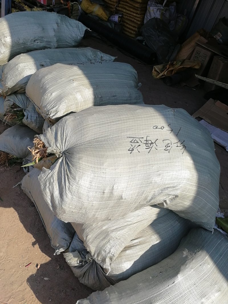 辽宁开原红宝石萱草小苗红百合红娃娃萱草杯苗繁育基地