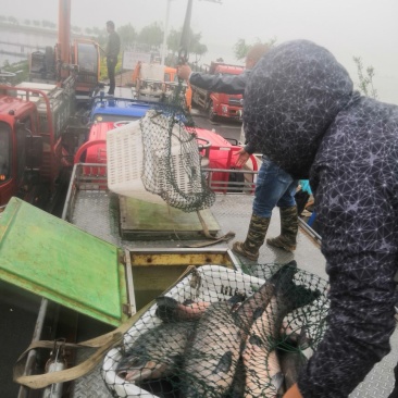 青鱼黑皖各种规格长期供货全国钓场配送