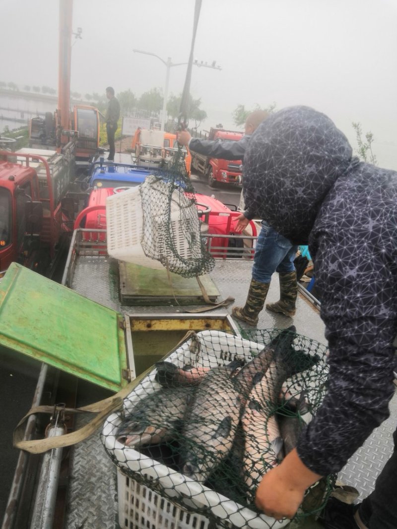 青鱼黑皖各种规格长期供货全国钓场配送
