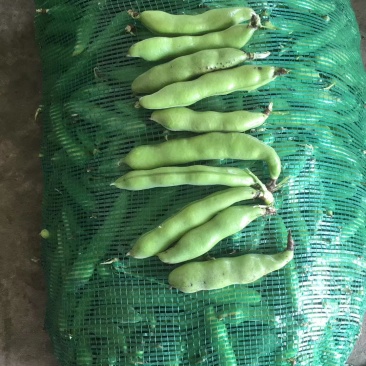 江苏南通海安大蚕豆大量上市啦欢迎新老客户前来选购