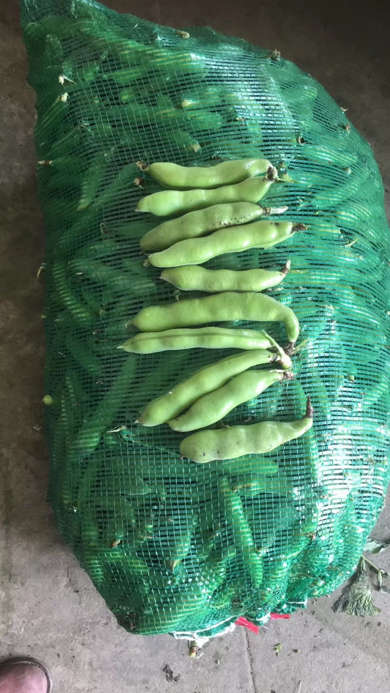 江苏南通海安大蚕豆大量上市啦欢迎新老客户前来选购