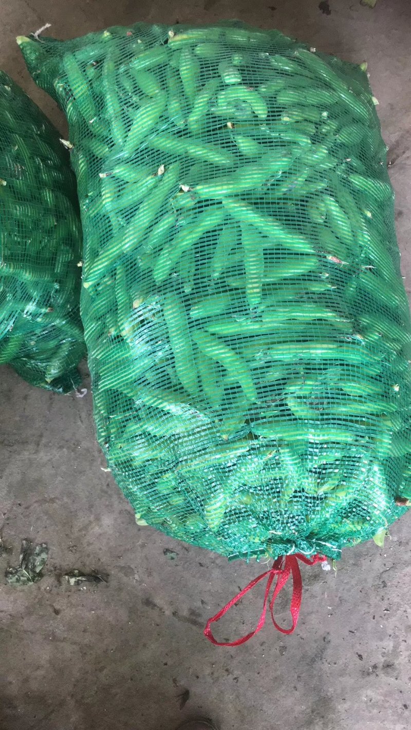 江苏南通海安大蚕豆大量上市啦欢迎新老客户前来选购