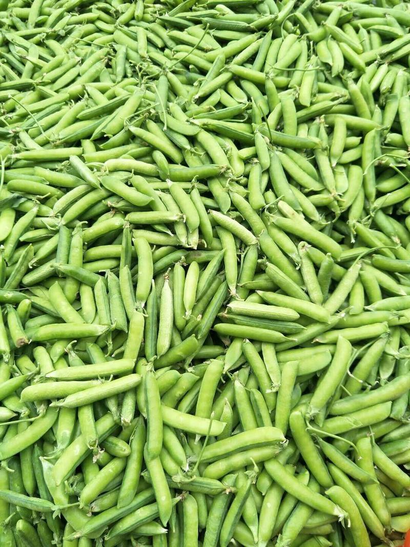 供应肖县碗豆，每市斤1.5元
