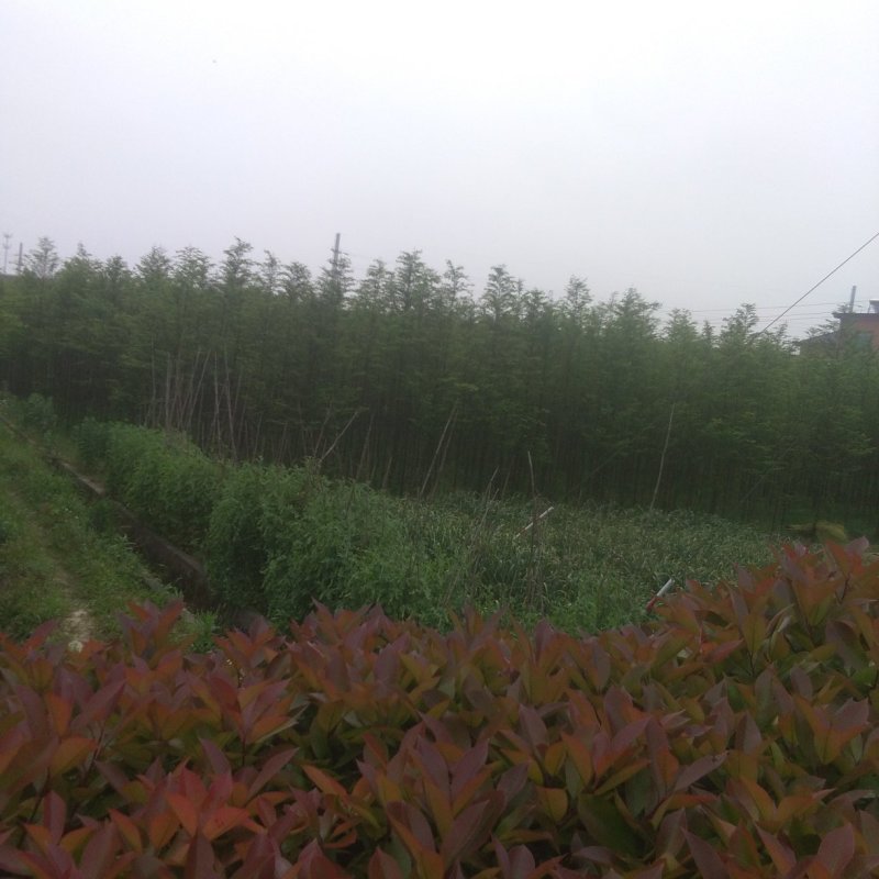 落羽杉，水杉，池杉，各种规格齐全