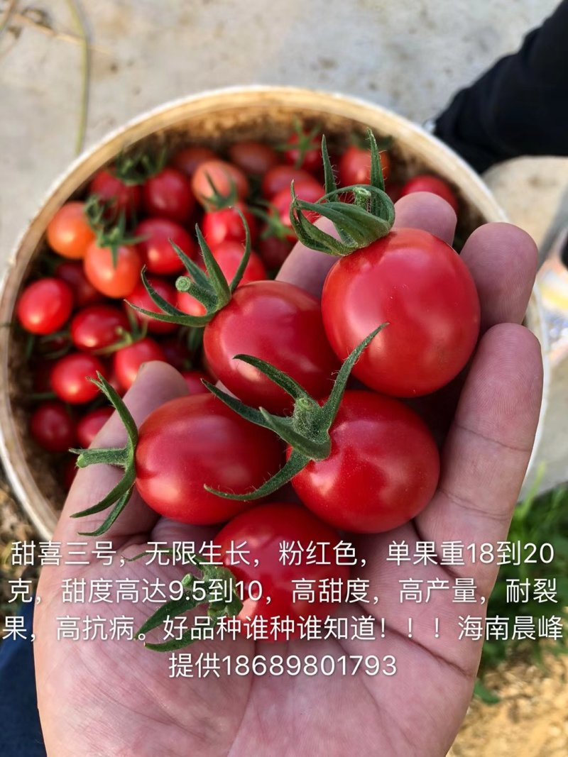 高甜度高产抗病，甜喜三号粉红色千禧种子