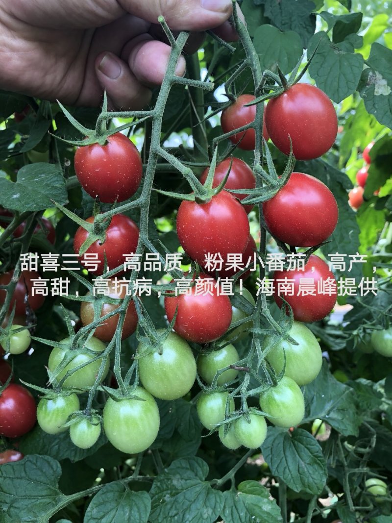 高甜度高产抗病，甜喜三号粉红色千禧种子