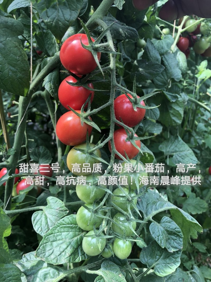 高甜度高产抗病，甜喜三号粉红色千禧种子