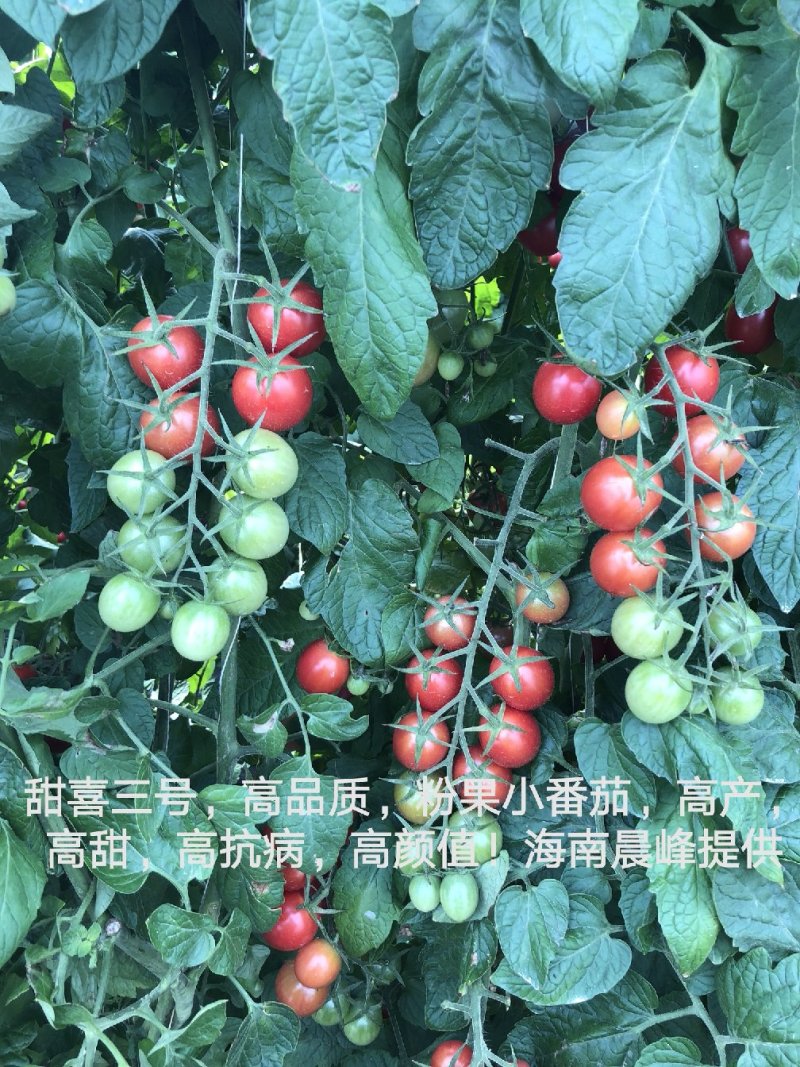 高甜度高产抗病，甜喜三号粉红色千禧种子