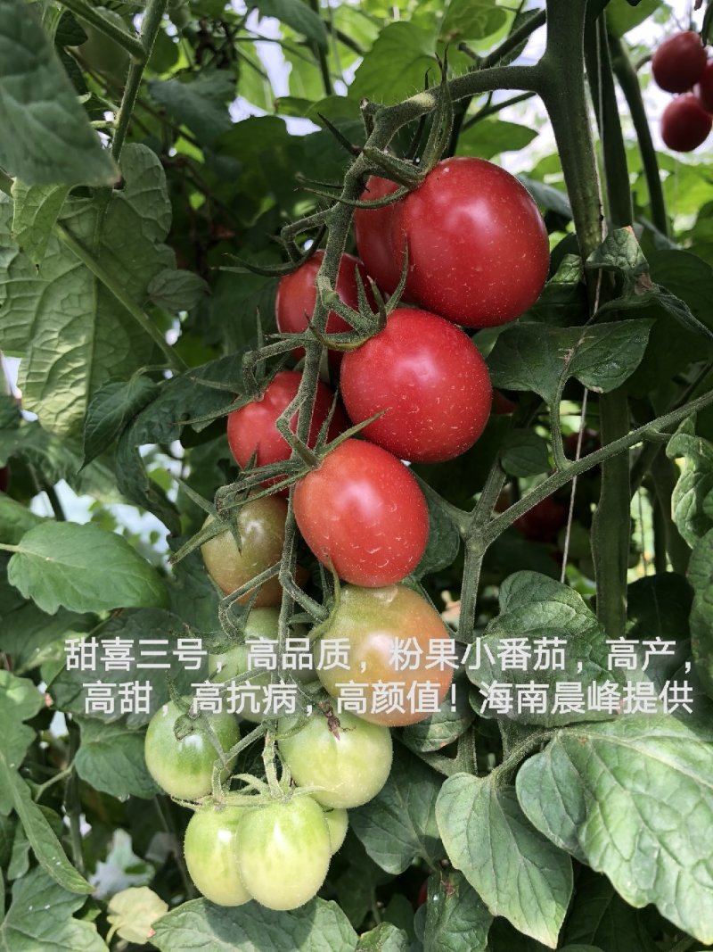 高甜度高产抗病，甜喜三号粉红色千禧种子