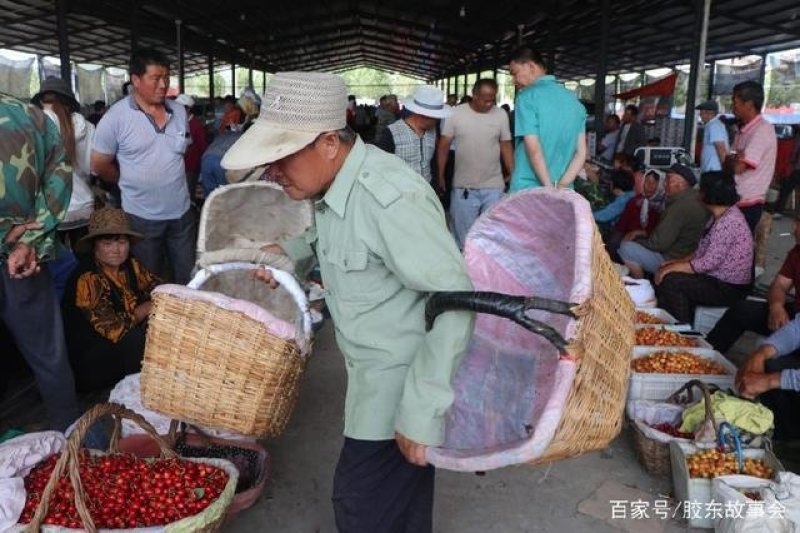 大樱桃，露天大樱桃基地，