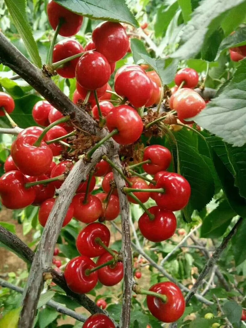 大樱桃，露天大樱桃基地，