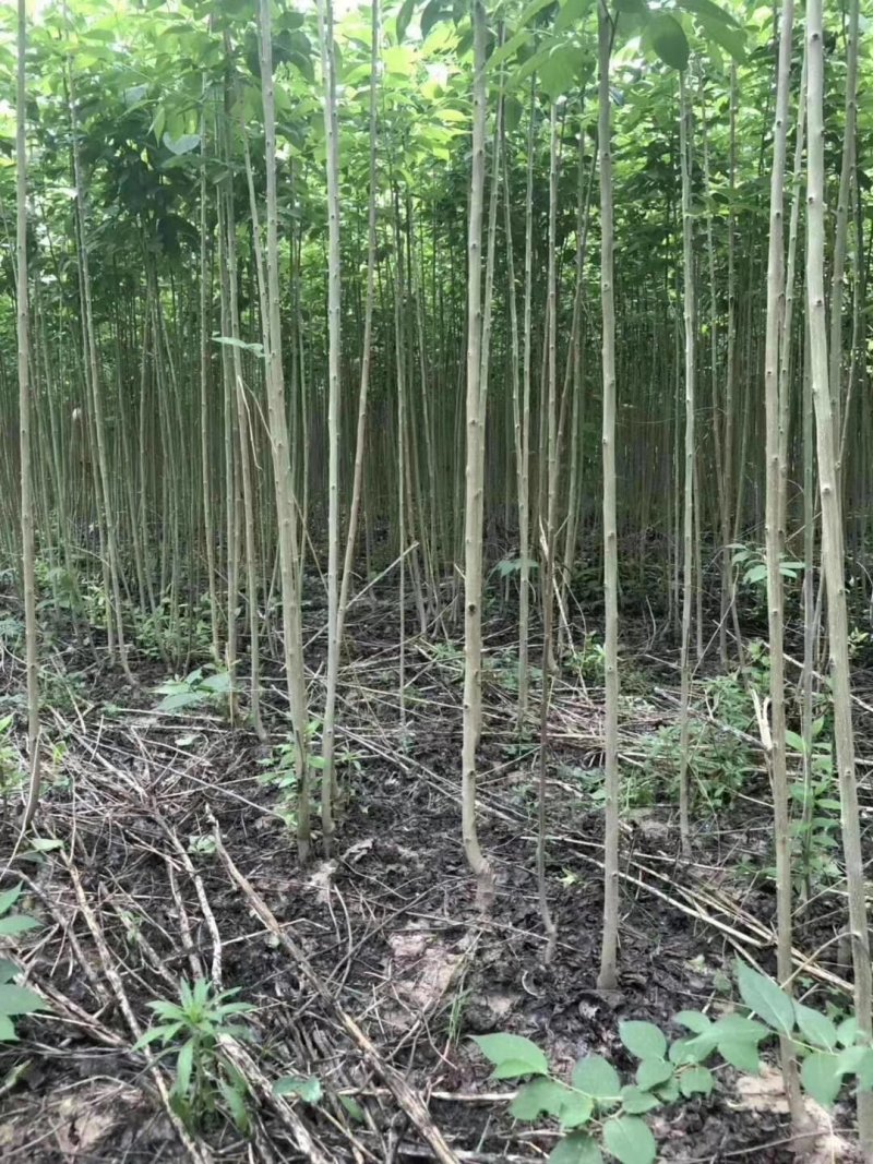 杜种苗