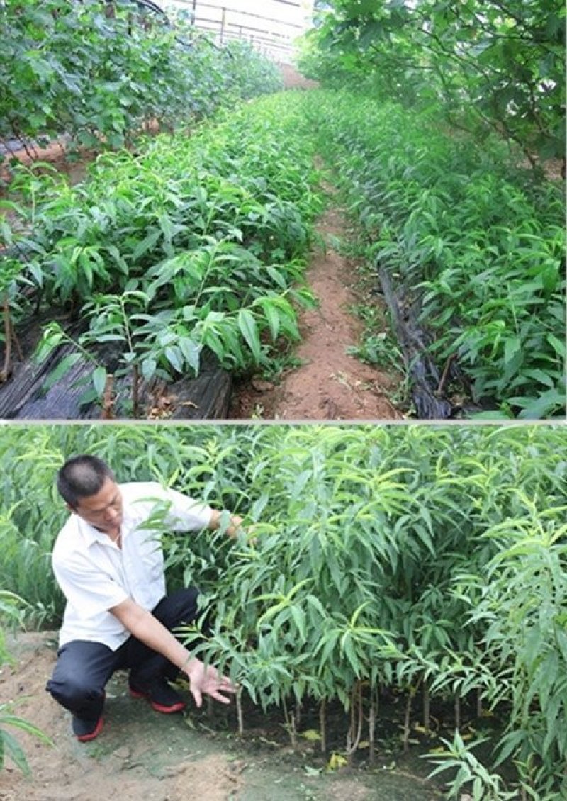 当年结果桃树苗五月红水蜜桃嫁接地栽盆栽桃树南方北方种植桃
