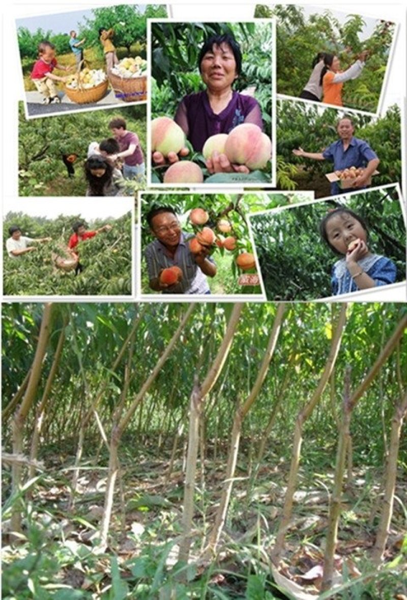 当年结果桃树苗五月红水蜜桃嫁接地栽盆栽桃树南方北方种植桃