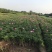 定州大量现货出售自己家营养杯芍药，1312的营养杯，