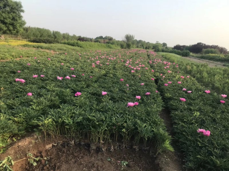 定州大量现货出售自己家营养杯芍药，1312的营养杯，