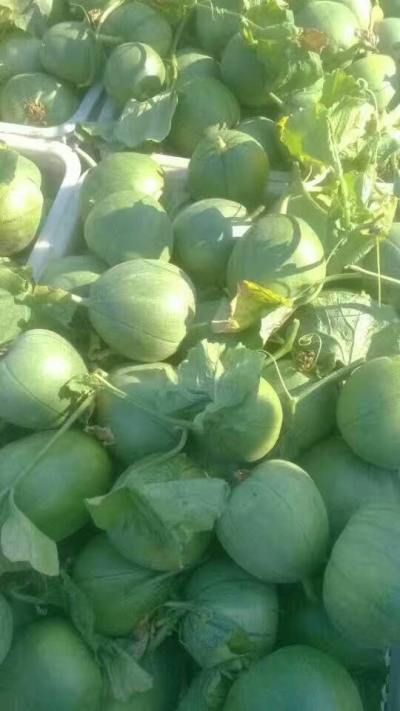 山东甜瓜精品绿宝甜瓜，大量上市，货源充足产地直发量大从优