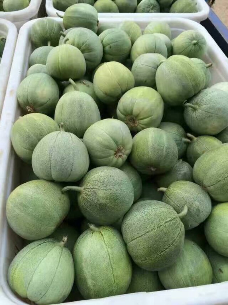 山东甜瓜精品绿宝甜瓜，大量上市，货源充足产地直发量大从优