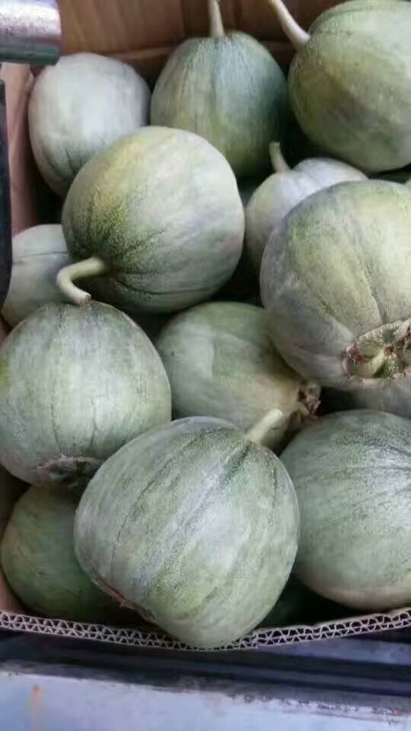 山东甜瓜精品绿宝甜瓜，大量上市，货源充足产地直发量大从优