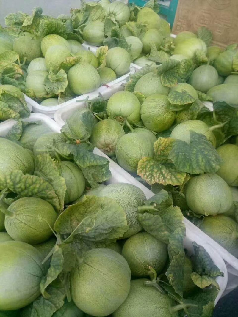 山东甜瓜精品绿宝甜瓜，大量上市，货源充足产地直发量大从优