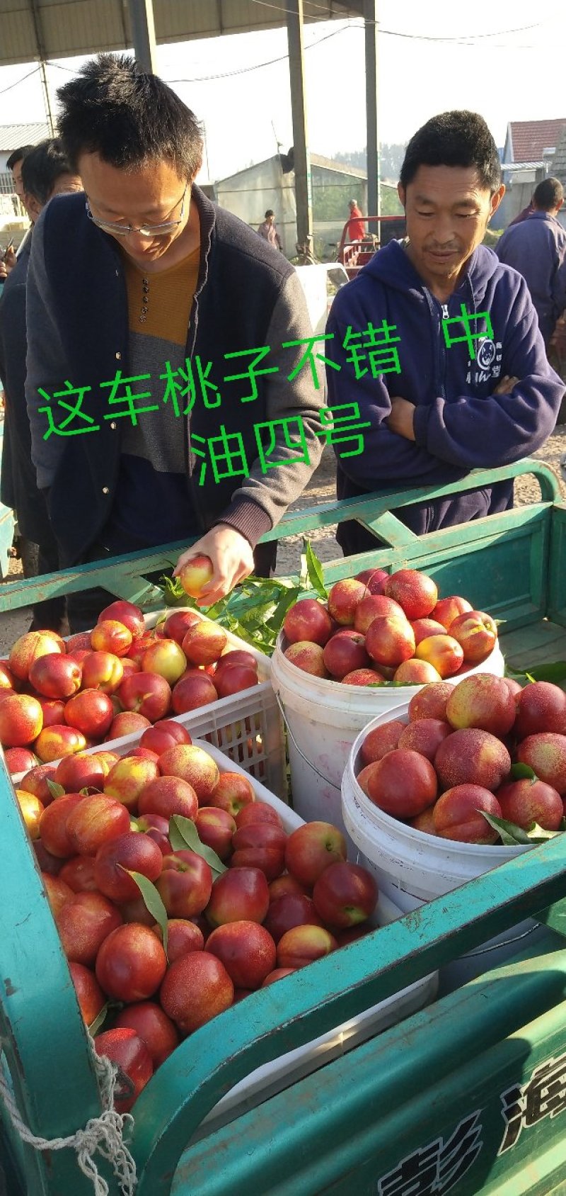 山东平邑县【中油4号126油桃】产地直供全国发货