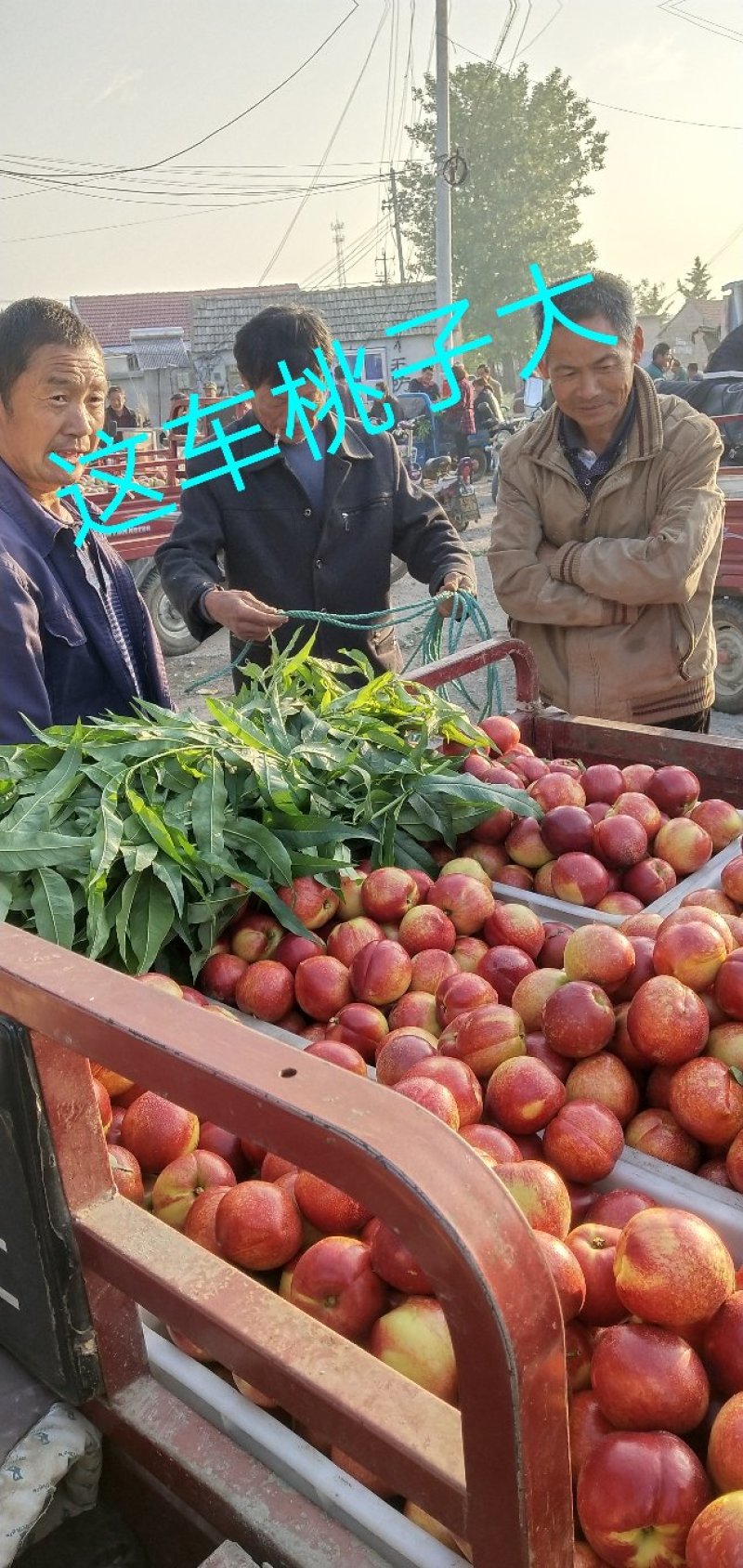 山东平邑县【中油4号126油桃】产地直供全国发货