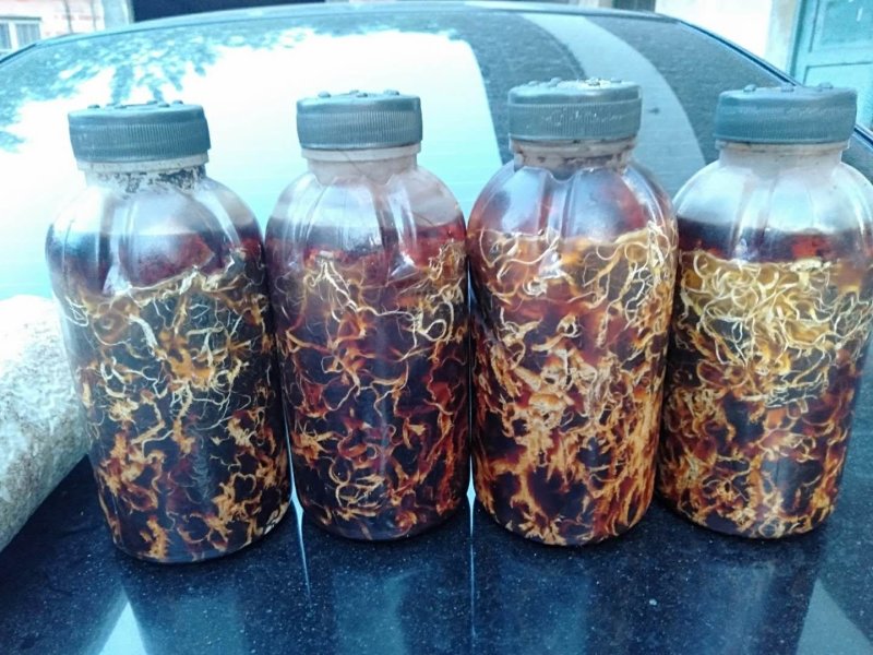 供应优质枝条蜜环菌种