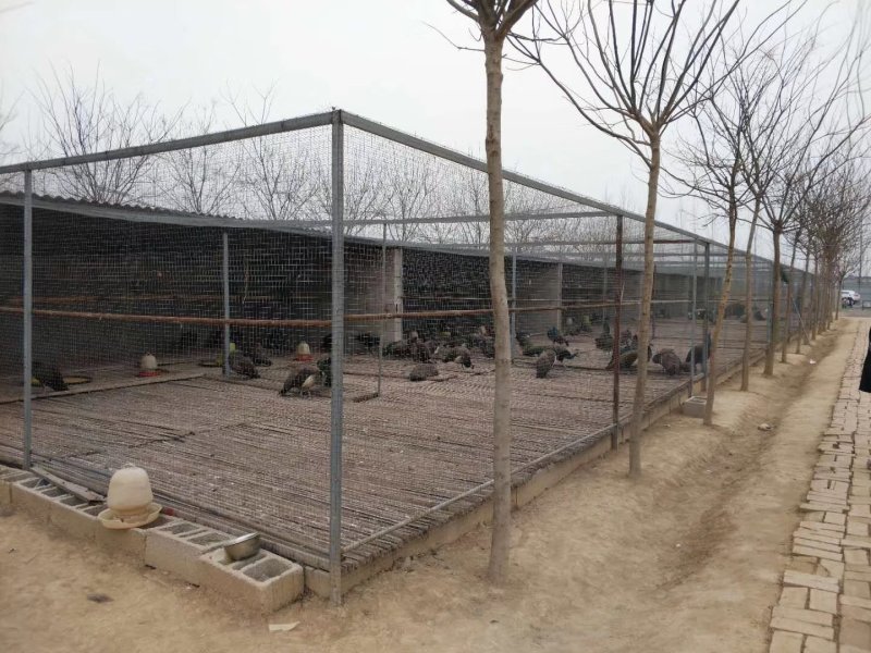 观赏鸭