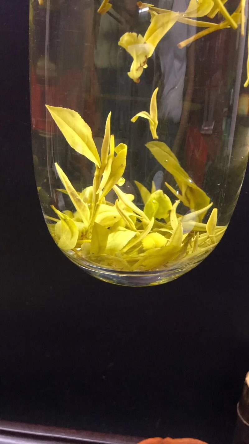 黄金芽安吉白茶500g包邮实物拍摄