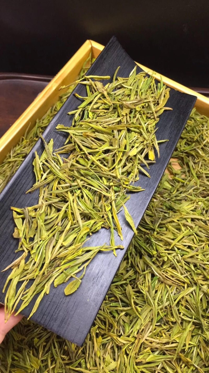 黄金芽安吉白茶500g包邮实物拍摄