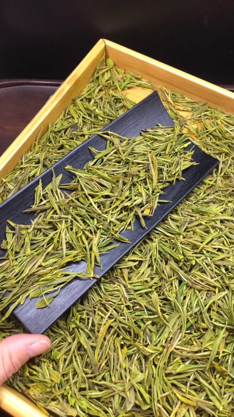 黄金芽安吉白茶500g包邮实物拍摄