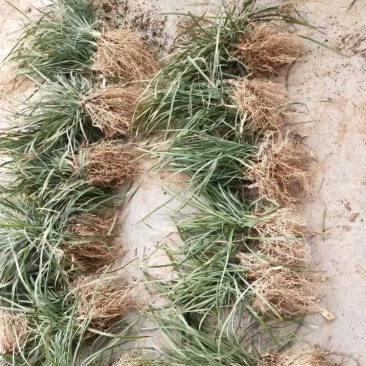 细叶麦冬麦冬草