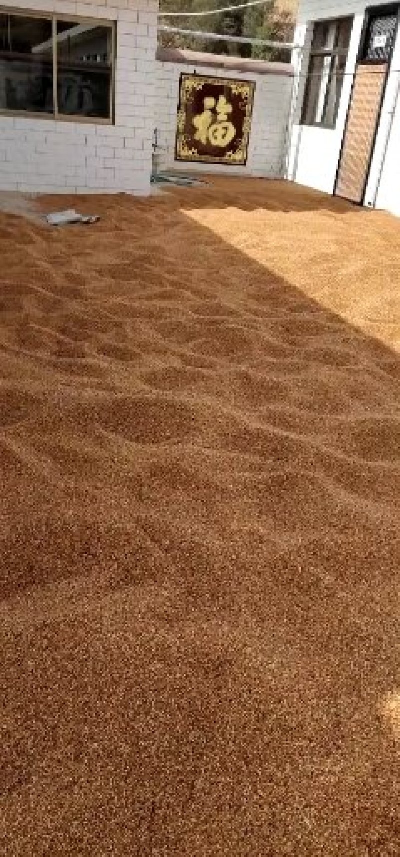 晋糯3号高粱山西临汾隰县一等糯高粱